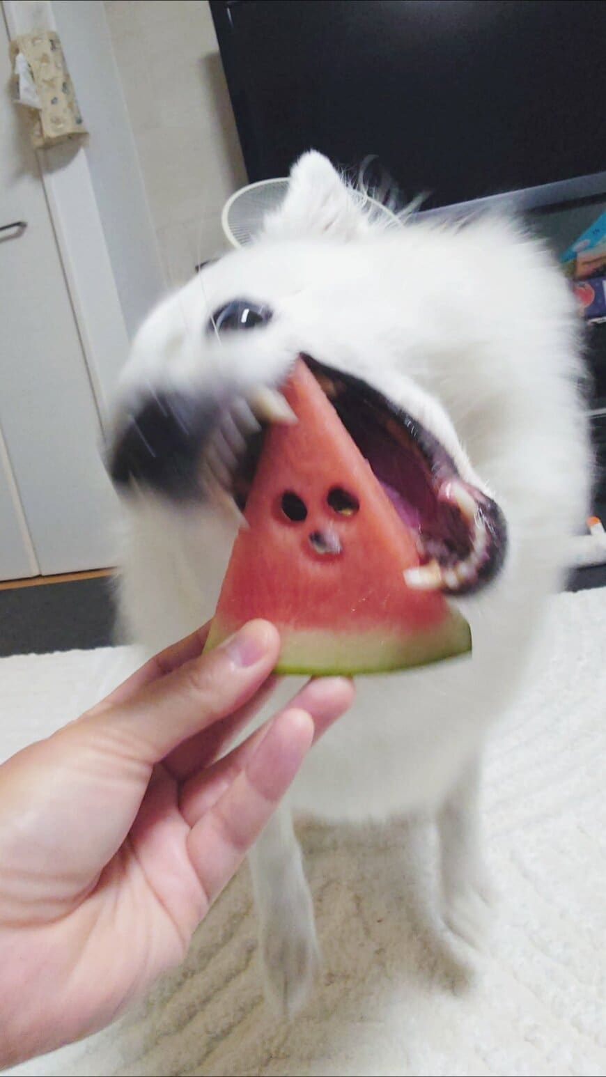 スイカを待ちきれず、かぶりつく愛犬
