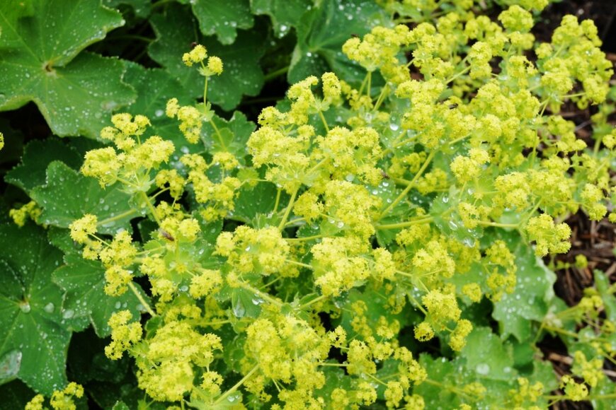 アルケミラモリスの花。色は明るいグリーンと黄色が混ざった色。