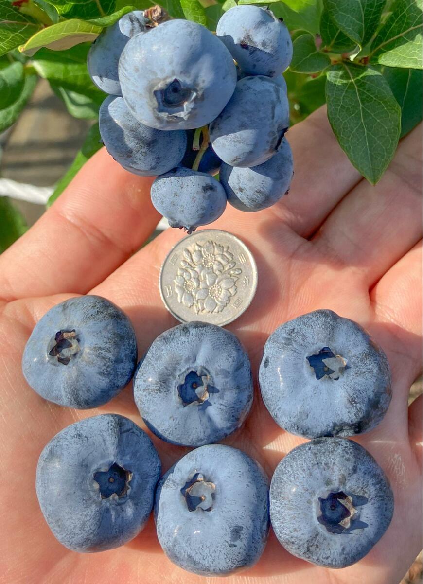 大きいブルーベリー