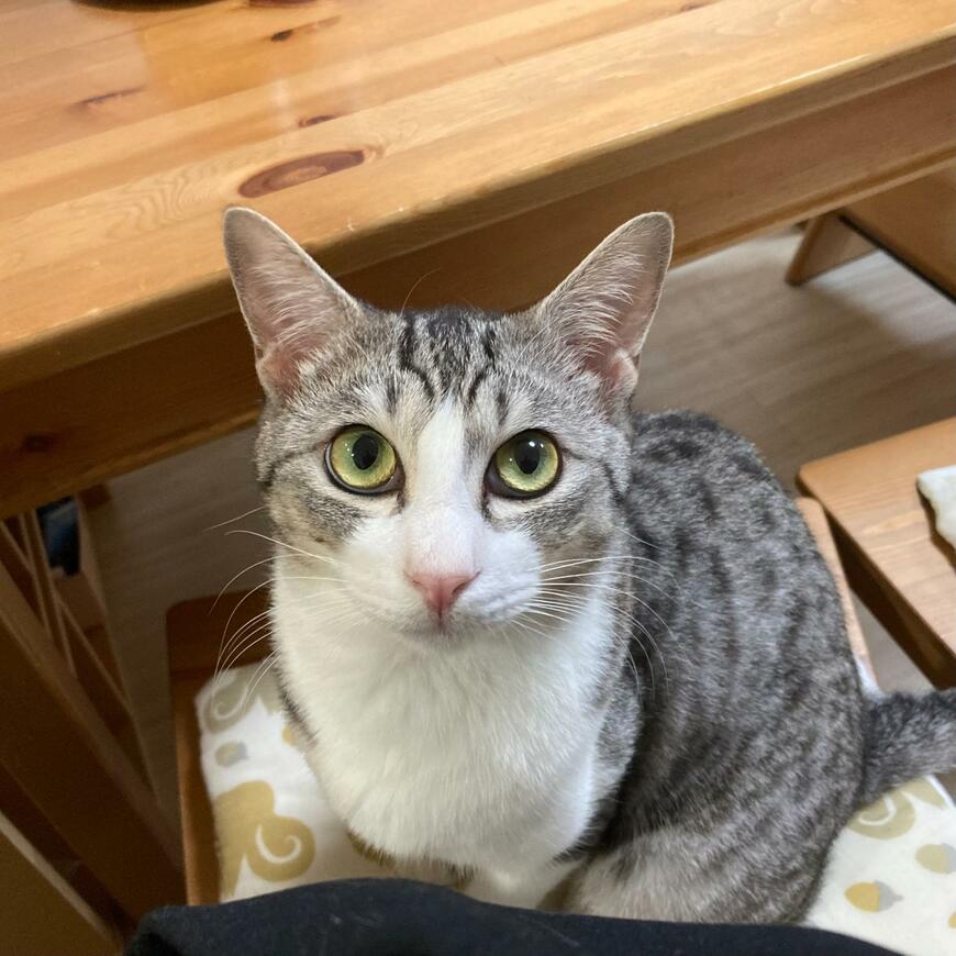 カメラ目線の猫