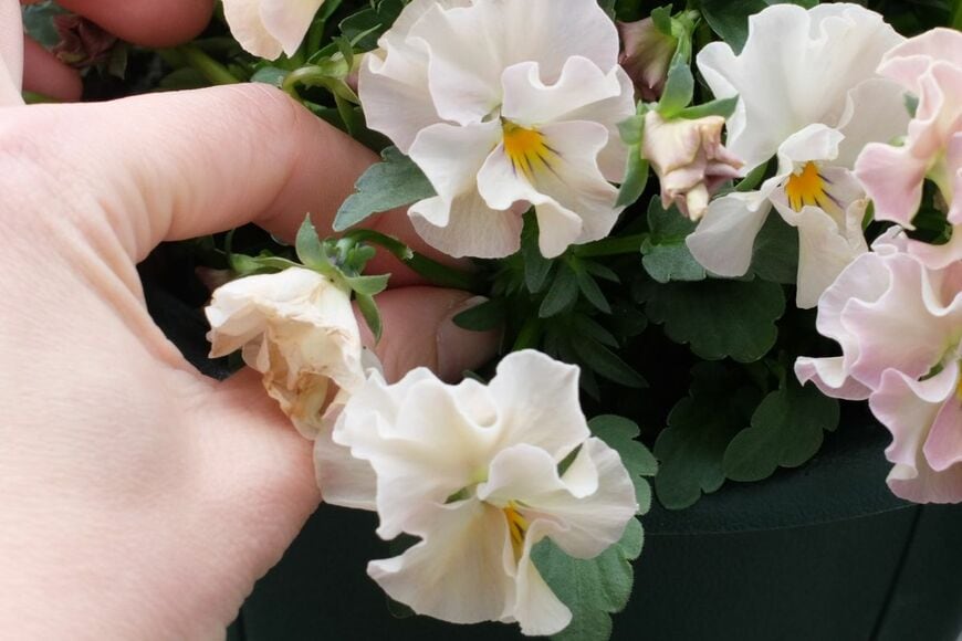 花がら摘みをした花後のパンジー