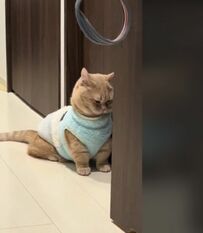 【あら？これは誰？】モフモフ猫ちゃんの暮らしに新たな登場人物現る