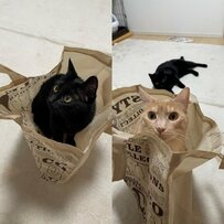 【お気に入りのスペース】思わぬ場所にすっぽり！ご満悦な猫たちが可愛すぎると話題に