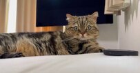 「隣に来るニャ？」ベッドでゴロゴロ中の猫ちゃんに癒される人続出