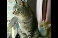 兄猫のクールな狩りに妹も「すごいっ！」微笑ましい猫さんが話題