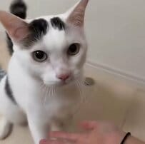 【賢い】猫ちゃんが「おやつ前に見せた芸」がすごい！個性的な食べ方も大反響