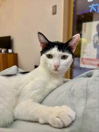 GWだけどいつもと変わらないと宣言する猫ちゃん　キリッとした表情の猫ちゃんについアテレコ