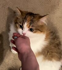 飼い主と遊ぶ猫ちゃん　甘えん坊モード全開の愛ある“甘噛み”に癒される人続出