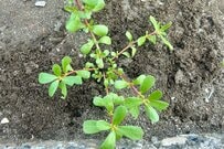 「正直、美味いw」野菜屋が「よく見る雑草」を食べてみた結果… 意外な感想にSNSで注目殺到
