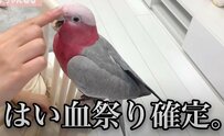 【インコのおさわりマップ】容赦ないパパママ差別をするインコ！視聴者はママに同情...（涙）