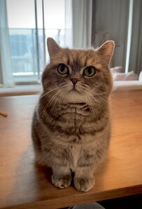ちんまりとお座りする猫さん　「おねだりしていた事」に1.5万いいね