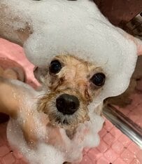 【ワンちゃんのトリミング】「お顔だけ」スーパースッキリカットでさらに可愛く変身！