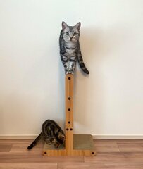 爪とぎの頂点に立ちドヤ顔する猫　驚異のバランス感覚に4万いいね