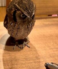 【ペンとフクロウ】まるで猫じゃらし！？上下左右に動くペンを目で追うフクロウの様子が可愛すぎる！「可愛い！」の声続々