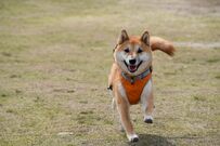 「わずか5年で亡くなった愛犬」ペットにまつわるお金のこと