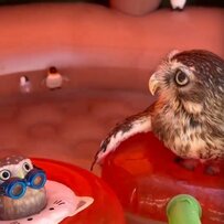 【暑い日のフクロウ】「気持ちいい〜」羽を広げて水浴びする姿が「楽しそう」と話題！