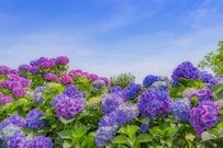 【70歳代・単身世帯】貯蓄ゼロの世帯は何パーセントいる？老齢年金「厚生年金と国民年金」だけで生活できるのか。平均月額をチェック！