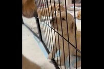 生後25日　ママの行動をそっくりマネする子犬「泣ける」と話題