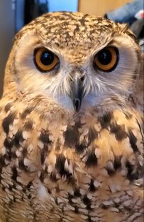 【飼い主さんと戯れるフクロウ】強い絆で結ばれる関係に「いいね！」が殺到！思わずほっこりする人が続出！