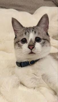 寝ている途中に驚き顔を見せた元保護猫に7万いいね　表情の理由に思わず納得