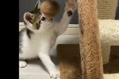 「負けられない戦いでしゅ！」元保護猫さんの可愛さにSNS反響