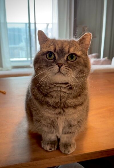 「ちょっと撫でてほしいです」とアピールしに来た猫ちゃん