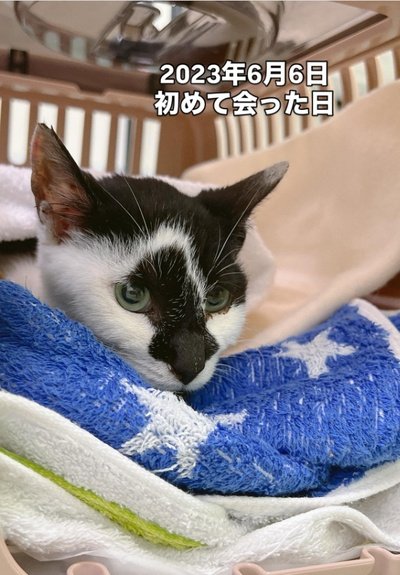 飼い主さんと初めてあった日の猫のモモちゃん