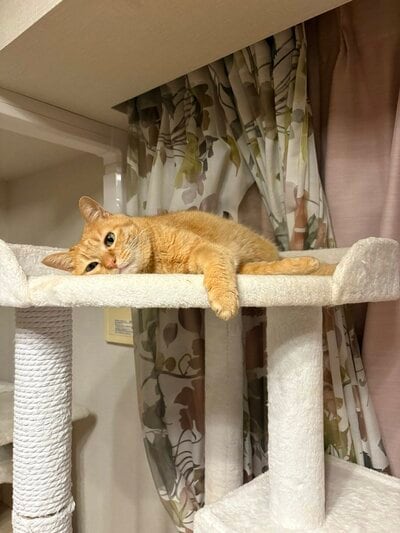 キャットタワーでくつろぐこいもちゃん