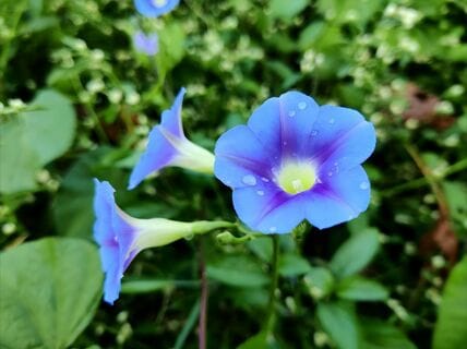 娘が学校から持ち帰ったアサガオが開花　珍しい花色に「ステキ」「奥深い」