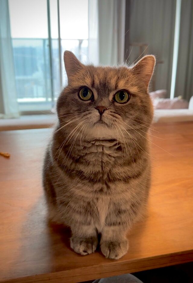 ちんまりとお座りする猫さん　「おねだりしていた事」に1.5万いいね