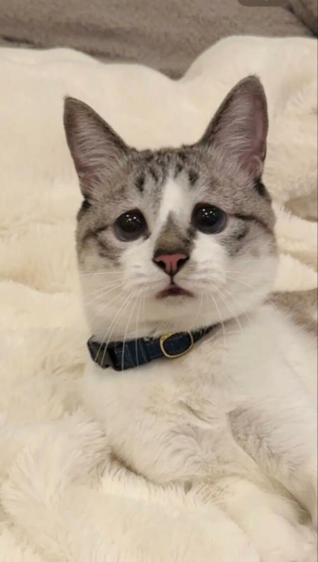 寝ている途中に驚き顔を見せた元保護猫に7万いいね　表情の理由に思わず納得