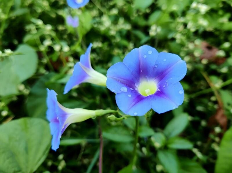 娘が学校から持ち帰ったアサガオが開花 珍しい花色に「ステキ」「奥深い」