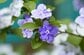 初夏の玄関先に植えたい「主役級の低木」3選。美しい釣り鐘型の花、ふわふわ花穂が優しい花、よい香りと色の変化を楽しめる花…