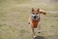 「わずか5年で亡くなった愛犬」ペットにまつわるお金のこと