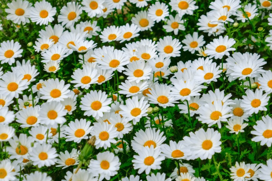 Orthosie/istockphoto.com