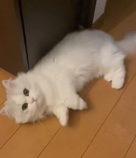 出所：@NEKOLAND13