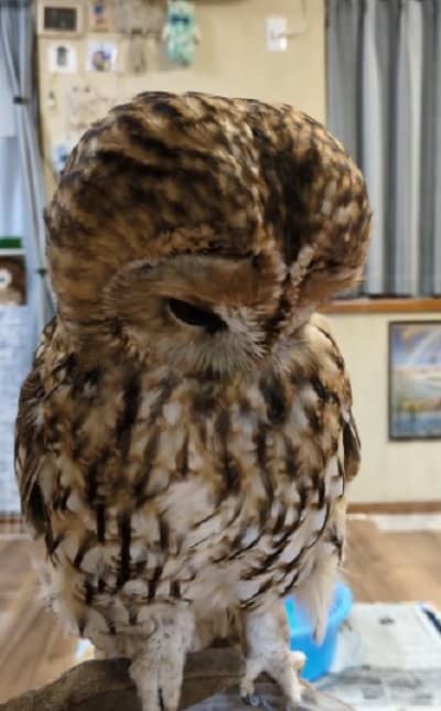 出所:@mori_luna_tawny_owl