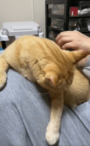 出所：@luna7taka9