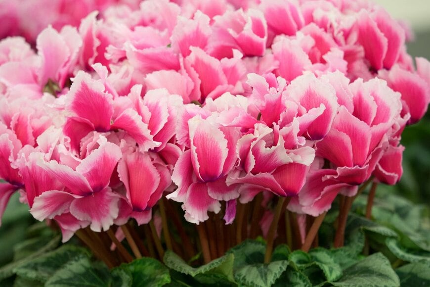 葉や茎で密集しがちな根元（yoshi0511/Shutterstock.com)