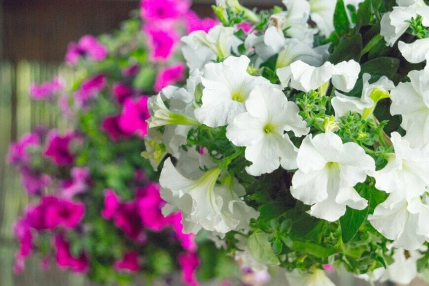 Konoplytska/istockphoto.com