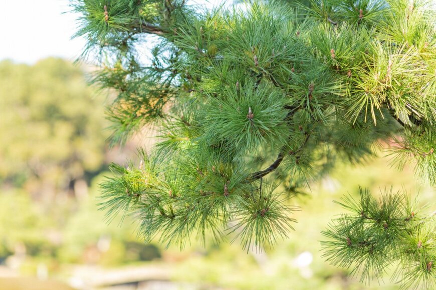 YuichiMori/shutterstock.com