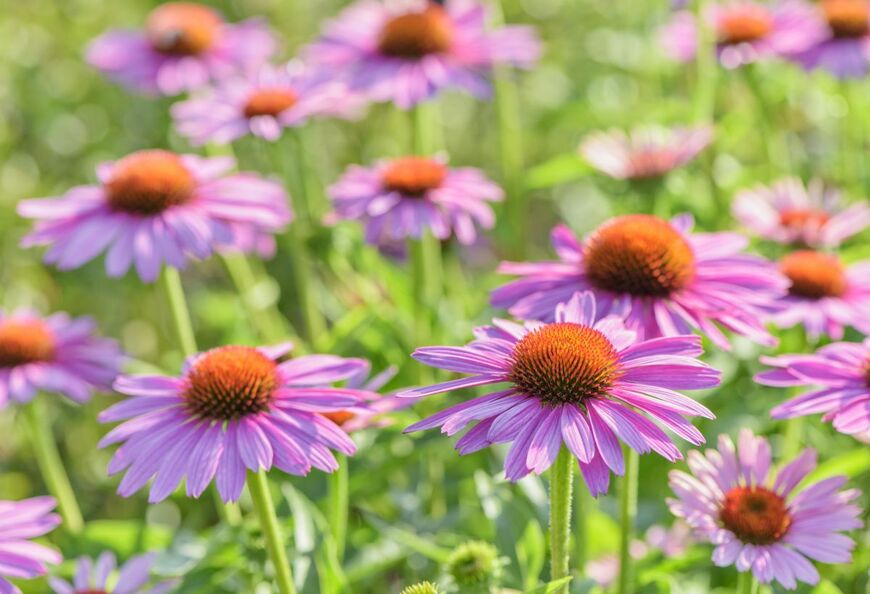 【植えっぱなしガーデニング】庭植えで毎年花が咲く！《ナチュラル＆オシャレ》な多年草3選