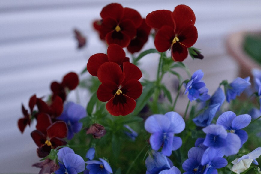 sakura bunn/istockphoto.com