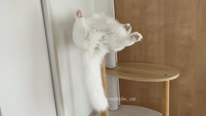 出所：@meltube_cat