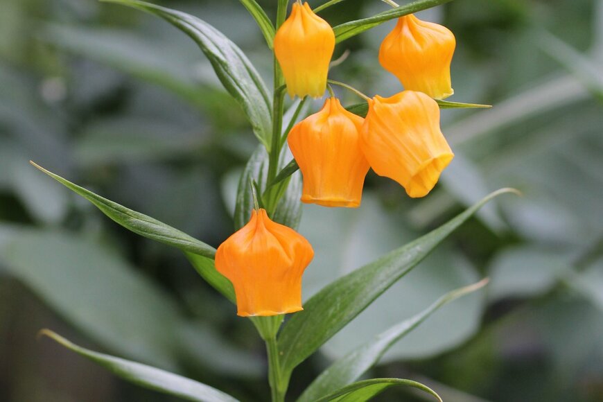 Sandersonia aurantiaca/Shutterstock.com
