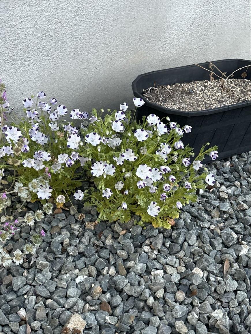 出所：@kagehana126