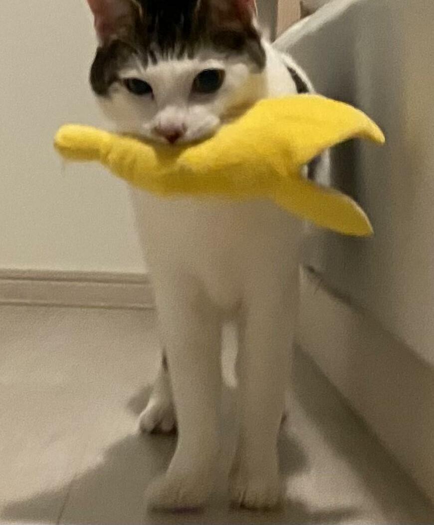 出所：@Saeroyi_cat