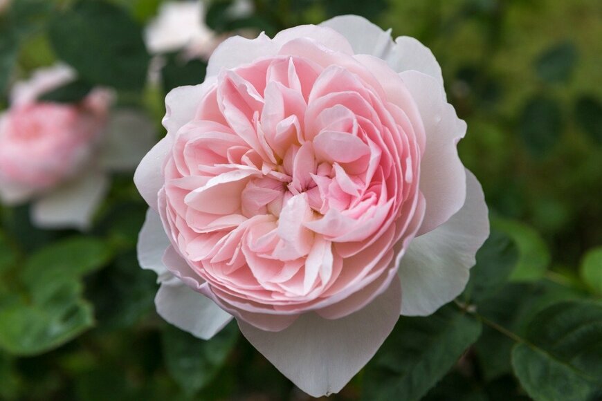 Olga Ionina/istockphoto.com