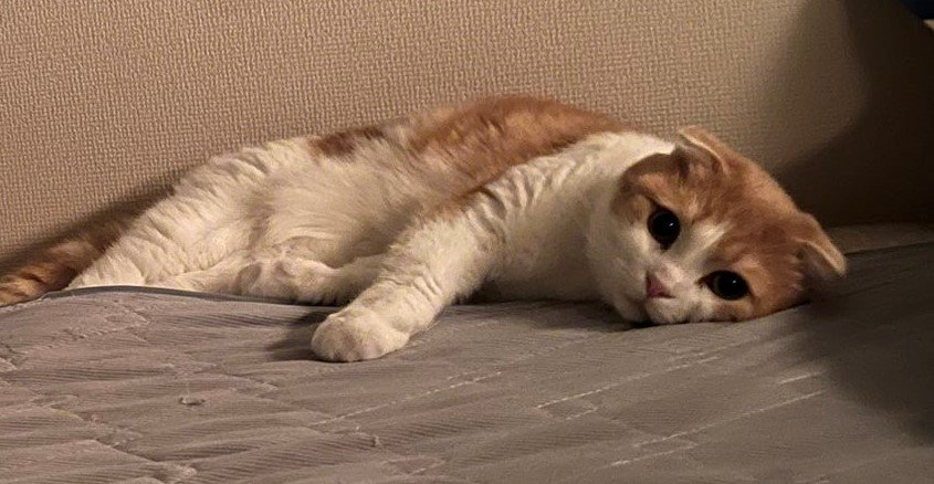 出所：@torotolo106106