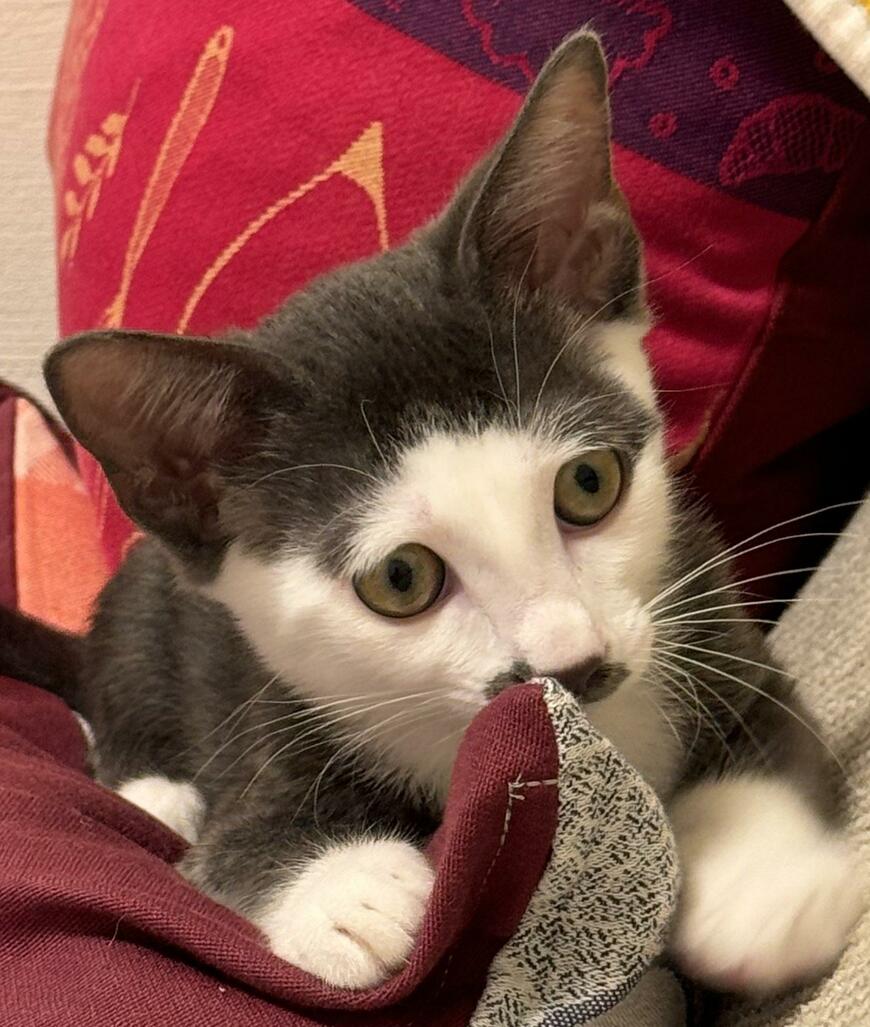 出所：@Saeroyi_cat